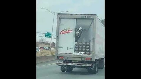 A VACA vai cair do CAMINHÃO 😂😂😂
