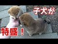 【京の柴犬 番外編】子犬特盛号！