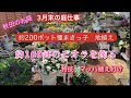 【3月末の庭仕事】種まきっ子を地植えする。100鉢以上のビオラのコンテナで庭を作ります。