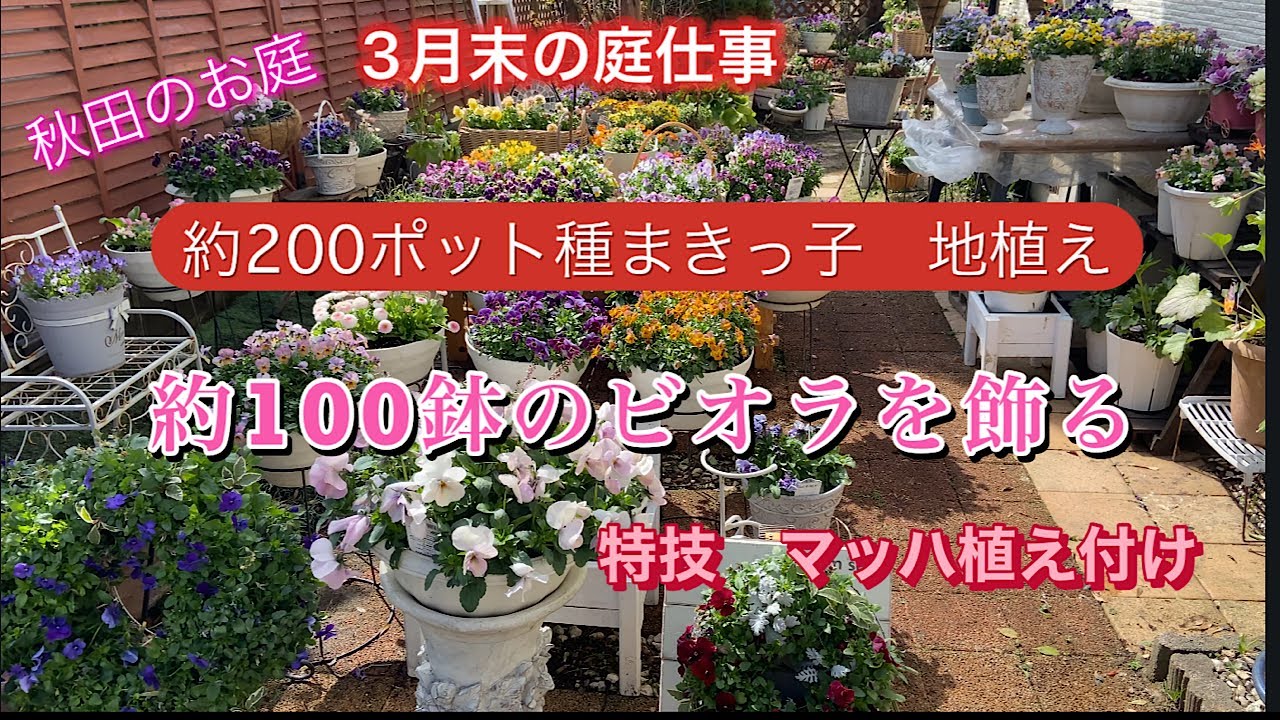 【3月末の庭仕事】種まきっ子を地植えする。100鉢以上のビオラのコンテナで庭を作ります。