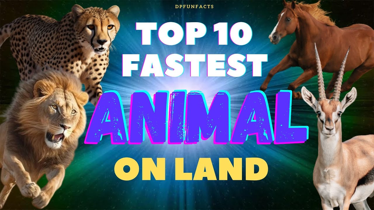 TOP 10 FASTEST ANIMAL ON LAND DPFunFacts YouTube TOP 10 FASTEST ANIMAL ON LAND DPFunFacts YouTube