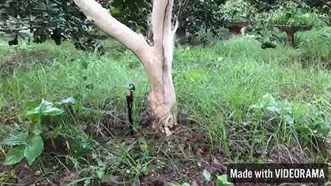 Hệ thống tưới cây ăn quả tự động