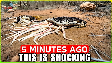 Animals That Snakes Are SCARED TO DEATH OF! Kill Them from Inside! Documentary