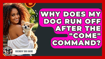 Why Does My Dog Run Off After The "come" Command? - Obedient Dog Guide