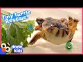 Little Turtle With A Twisty Shell Races Around On Skateboard Wheels | Rescued! | Dodo Kids