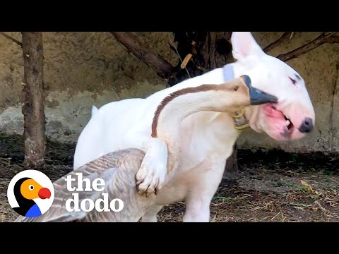 Goose Walks On Her Dog Brother's Head To Wake Him Up | The Dodo Odd Couples