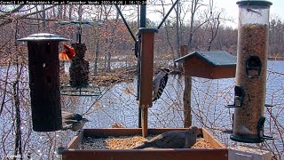 White-breasted Nuthatch With Amazing Display At Cornell Feeders – April 6, 2020
