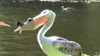 Pelican Eating Pigeon#shorts