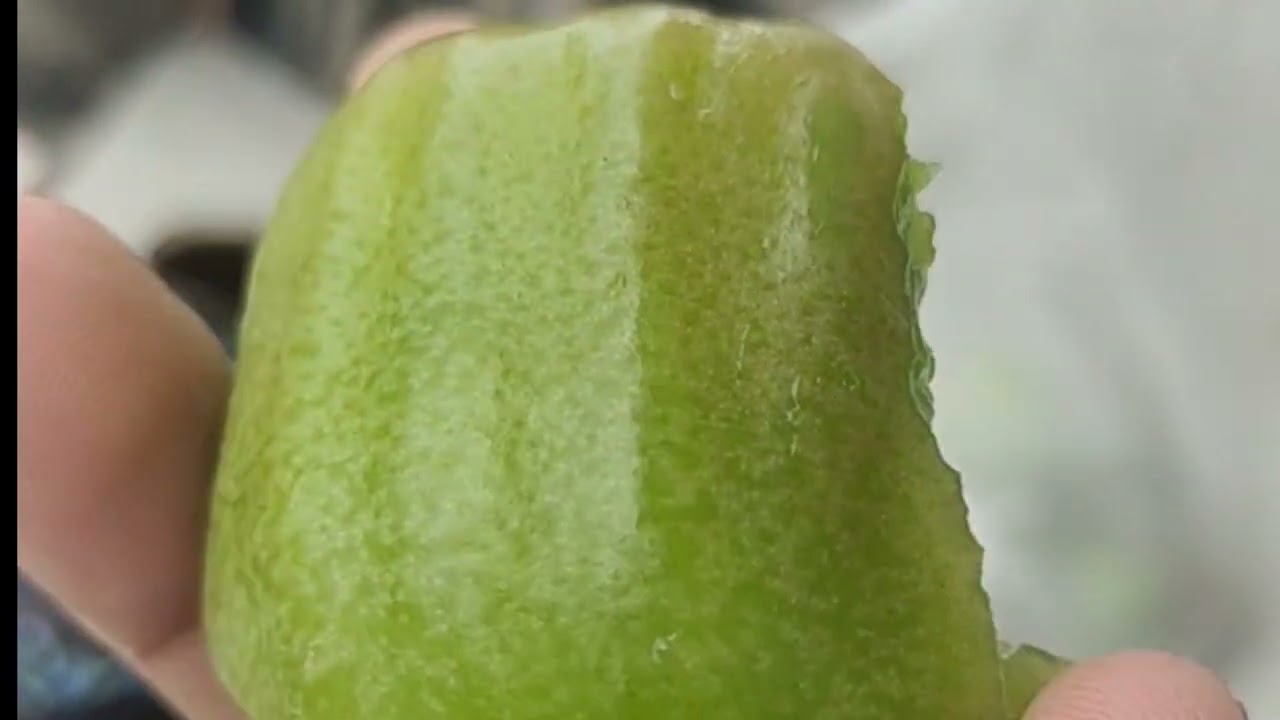 Menikmati manisnya jambu air kiojok sambil ngopi