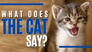 Decoding Your Cat's Meows: From 'Feed Me' to 'World Domination' / Cat World Academy by Cat World Academy 163 views 2 weeks ago 8 minutes, 20 seconds