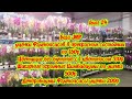 Влог 24. САМЫЕ ДЕШЁВЫЕ ОРХИДЕИ ПОСЛЕ 8 МАРТА ТОЛЬКО НА БАЗЕ JMP/ДЕШЕВЛЕ НЕТ НИ У КОГО ВО ВСЕЙ МОСКВЕ