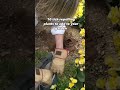 Tick repelling plants to add to your garden