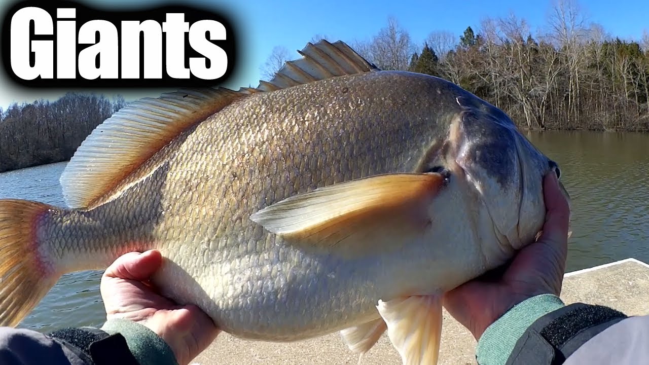 Fishing For Crappie, Bass, and Trout All in ONE LAKE! (Early Spring) 