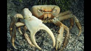 Phil Stubbs-See The Crab Crawling (Audio Only)