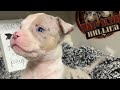 Merle American Bully Puppies/Puppy Update