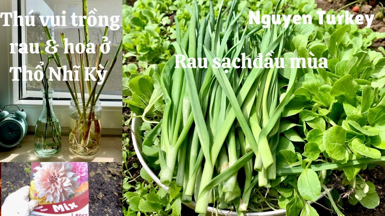 Thu hoạch rau sạch xanh non đầu mùa thiệt sung sướng! Quá trình trồng ...
