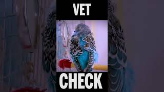 Visit Avian Vet #Shorts