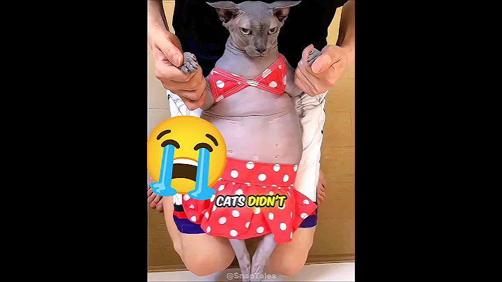 Video 11904021: hairless cat bath, cat dry bath, cat bathing cleaning, cute cat bathing