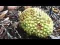 Perjalanan Buah Durian Murah dari Kebun sampai ke Pembeli. Blakang Layar Grosir Durian Super Murah