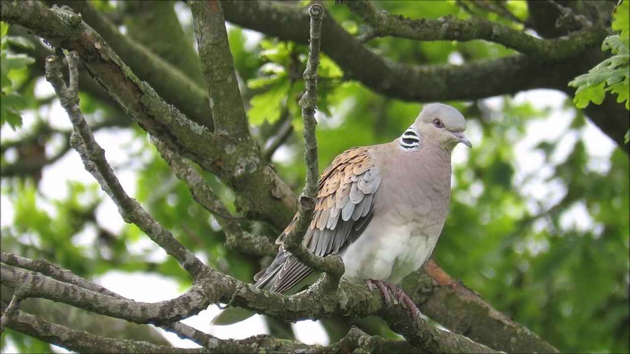 Turtle Dove (Streptopelia turtur)