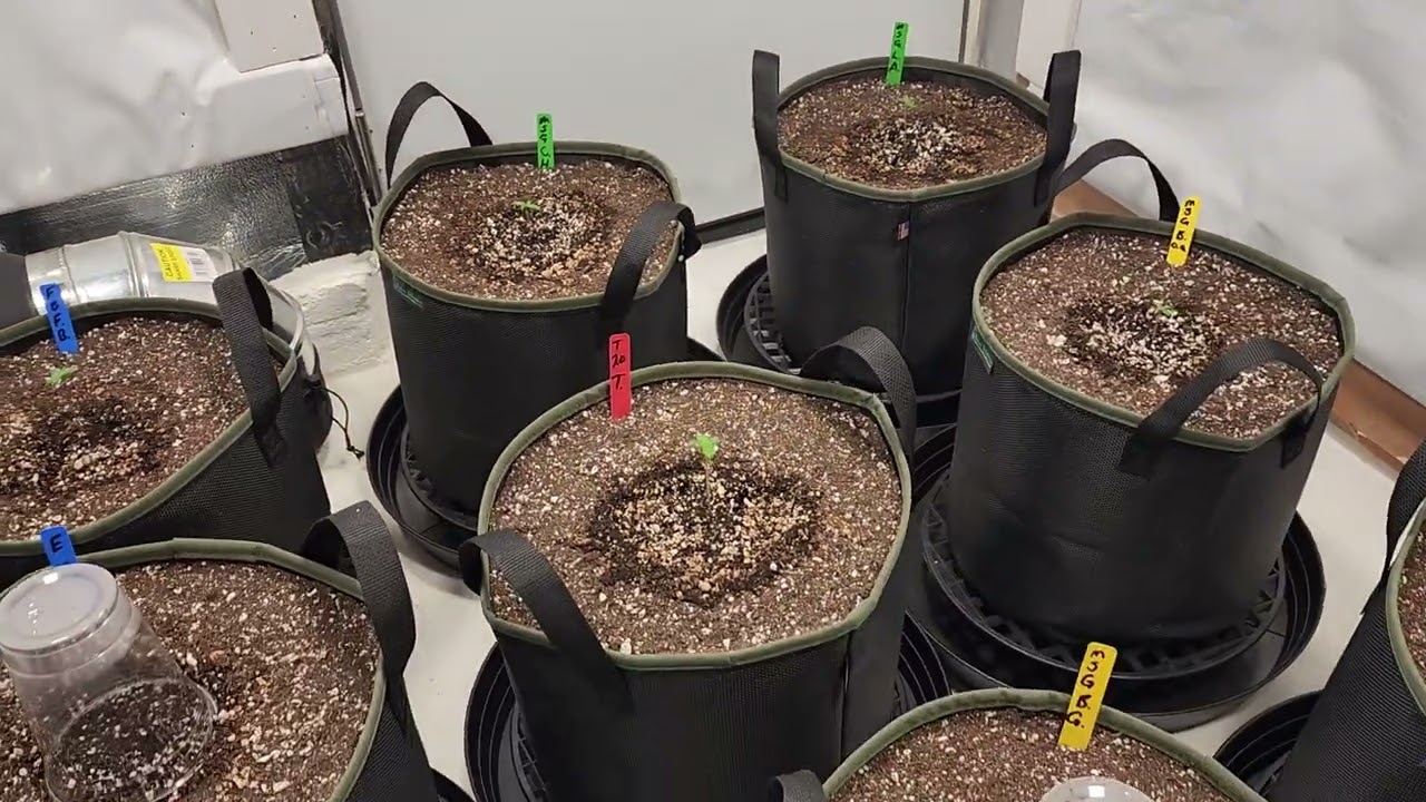 Side by side Genetics grow