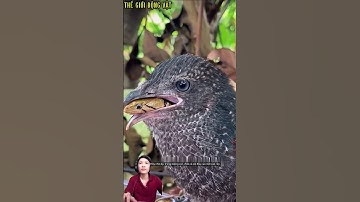 chim bìm bịp nuốt chửng một con rắn vào bụng.