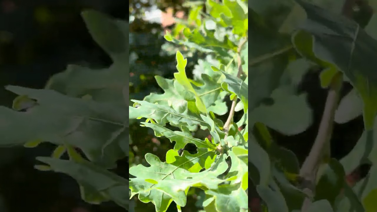 MANTRA FLOW/TREES&WIND 