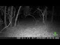 Trail camera Braveking1