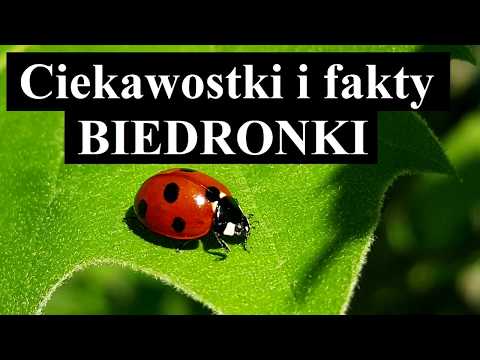 Wideo: Czy Biedronki Gryzą? Fakty I Potencjalne Skutki Uboczne