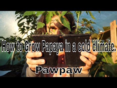 How to grow Papaya in a cold climate. (Carica Papaya).