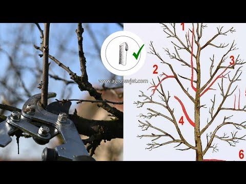 Video: Šta je stablo jabuke s šiljastim stablom - saznajte o sortama stabla jabuke s ograncima