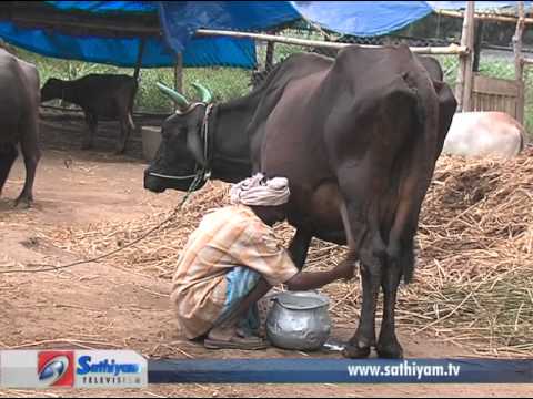 Pasumai Neram - Maadu Valarpu (Cow Rearing)