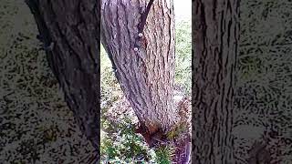 Squirrel Nesting Is Hard & Dangerous Work