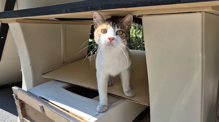 Video 10103521: kittens persian cat tabby, food tabby cat persian, kitten cute persian tabby, persian cat kitten sweet, cat kitten adorable persian