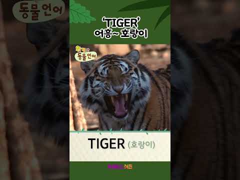 어흥~ 무서운 호랑이는 영어로?ㅣTigerㅣ1분 영어 배우기ㅣ위키와 동물언어ㅣKBS 방송