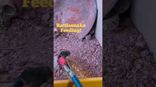 RATTLESNAKE feeding! 🐍✌️