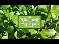 Wild Purslane Plant, A Common "Weed" or Edible Super Green?