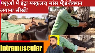 पशुओं में इंट्रा मस्कुलर (मांस में) इंजेक्शन ऐसे लगाएं? Intramuscular injection method in Animals?