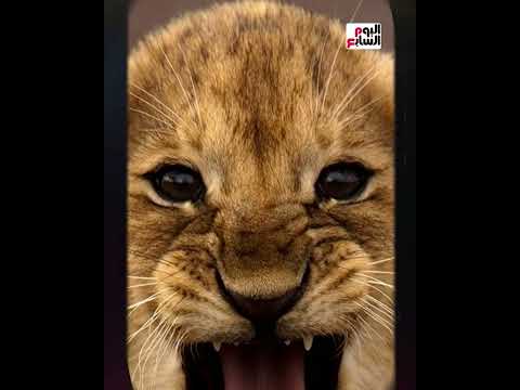 أسد في المعادى إيه حكاية أغرب فيلا في مصر