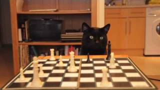 Can a Thumbcat - Play Checkers? screenshot 2
