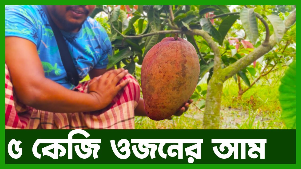 ১০০ জাতের আমের বাগান | Agro News Bangla - YouTube