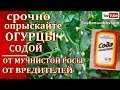 ОБРАБОТКА ОГУРЦОВ СОДОЙ с АСПИРИНОМ,с ЯНТАРНОЙ КИСЛОТОЙ  от МУЧНИСТОЙ РОСЫ ,ОТ ГНИЛИ ОТ ВРЕДИТЕЛЕЙ