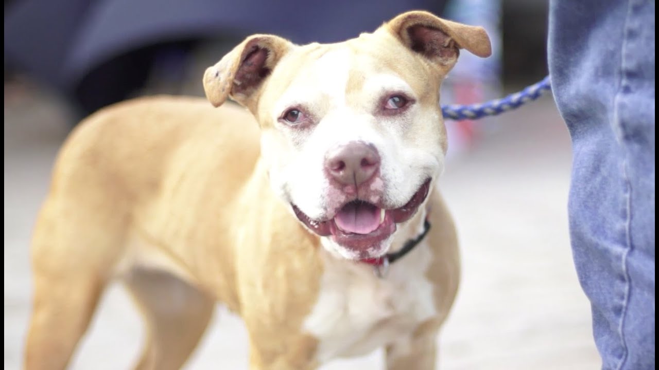 Paws for a Cause - Sioux Falls Area Humane Society - YouTube