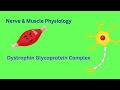 Dystrophin glycoprotein complex