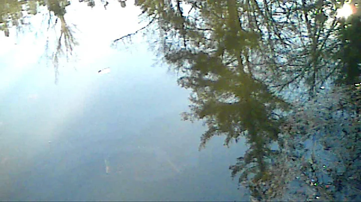 My pond has went downhill someone help!