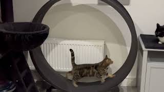 Cat Does Exercise On Cat Wheel - 1500788