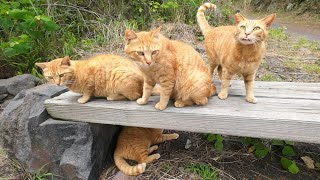 What a cute orange tabby cat paradise!