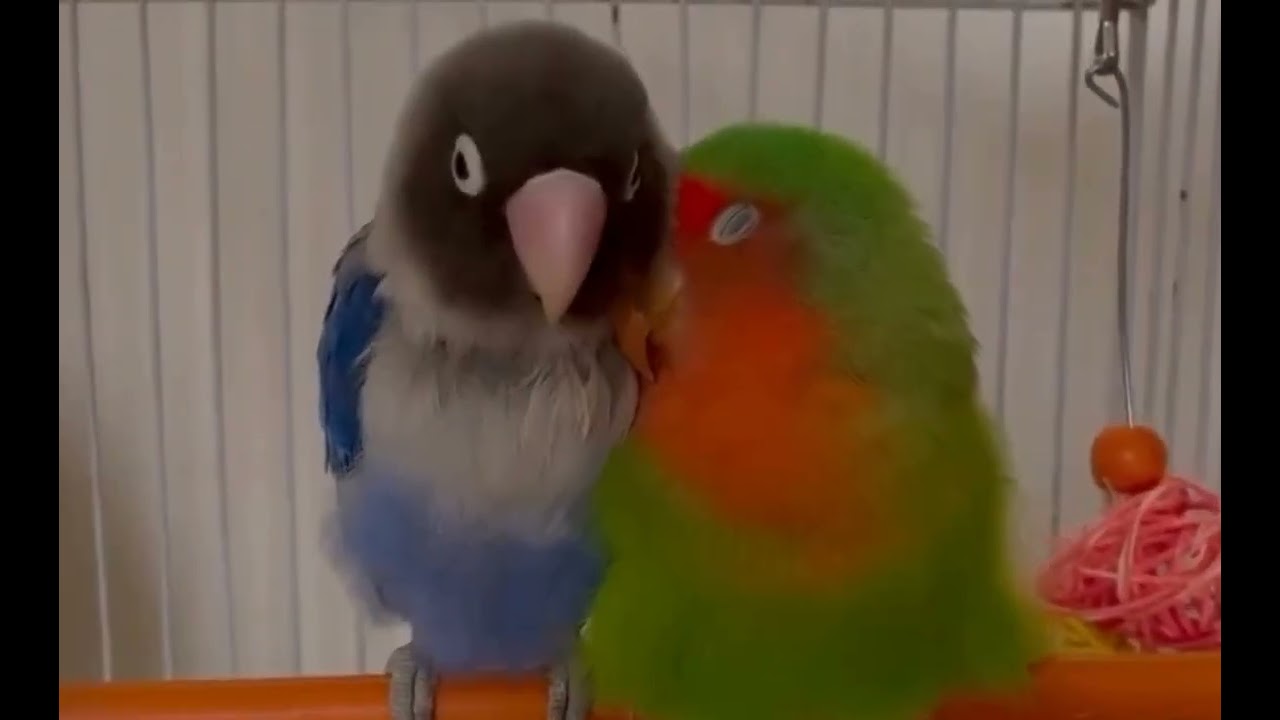 most profitable lovebirds pair