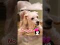 Most Nostalgic Doge Memes Then and Now☹💔