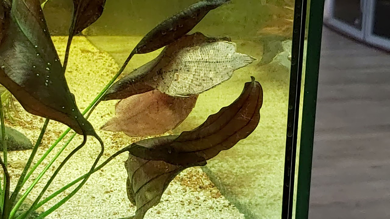 Monocirrhus polyacanthus Blattfische, Laichen, Balz Blattfisch Zucht